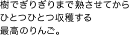 樹でぎりぎりまで熟させてからひとつひとつ収穫する最高のりんご。