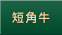 短角牛