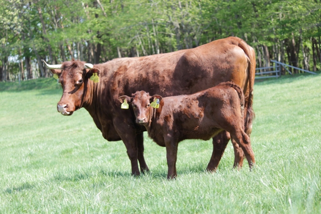 思いっきり走り回り、広い牧場を十分満喫した子牛。母親を見つけて寄りそいます。