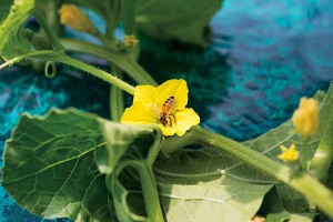 蜂がメロンを受粉するのは約１週間。受粉時期がまちまちなので熟度 もまちまち。でも一般では一気に収穫。なかには熟していないものも。