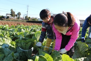 大地を守る会イベント福井さんの畑で越冬白菜の頭しぼり