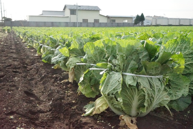 頭縛り で甘くなる 越冬白菜 って何 野菜宅配 有機野菜をお探しの方はこちら 大地を守る会