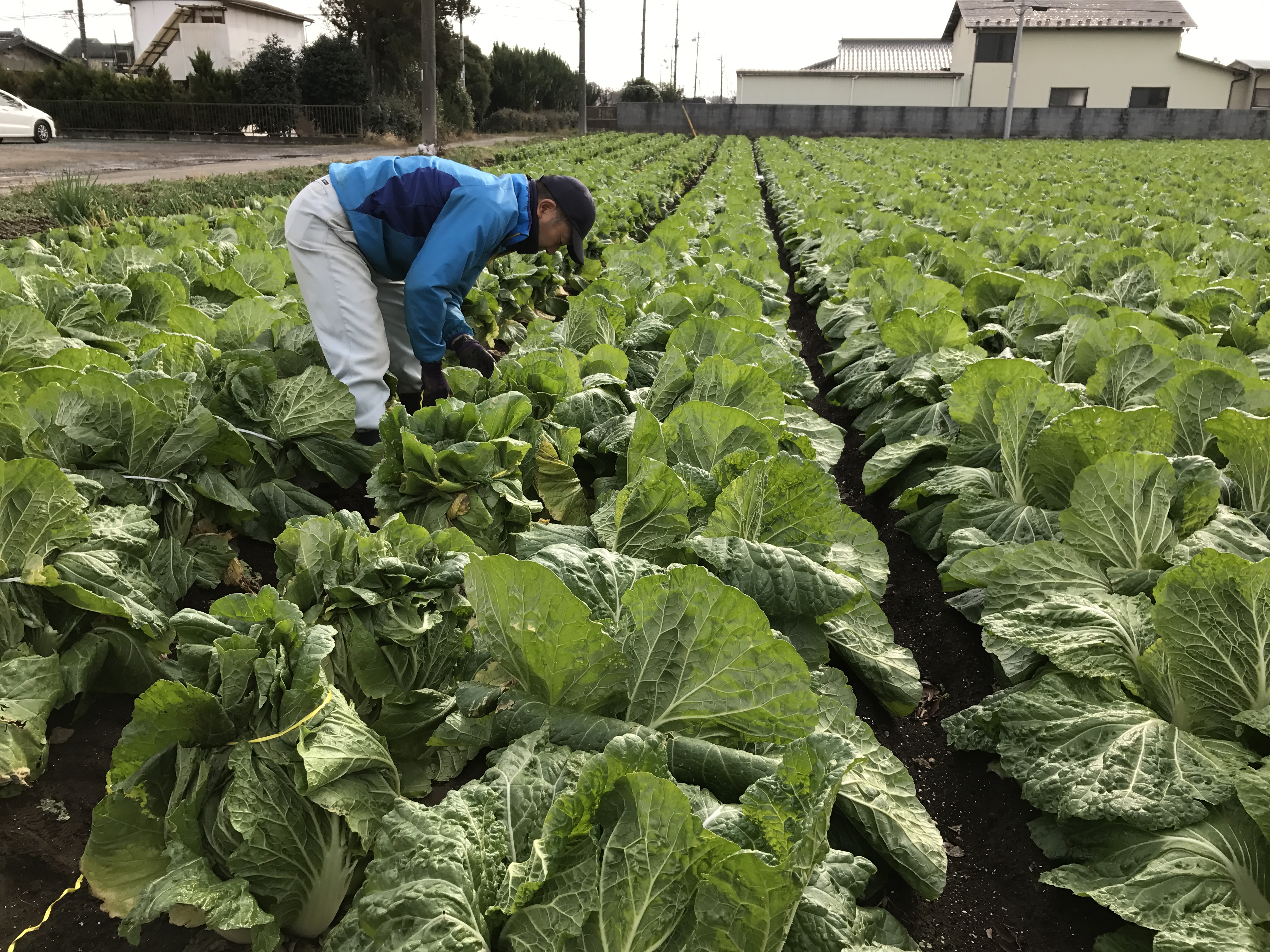 頭縛り で甘くなる 越冬白菜 って何 野菜宅配 有機野菜をお探しの方はこちら 大地を守る会