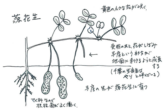 千葉のほっくり生落花生 野菜宅配 有機野菜をお探しの方はこちら 大地を守る会