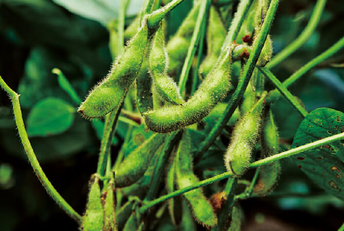 枝豆の貴重な在来種「小糸在来」