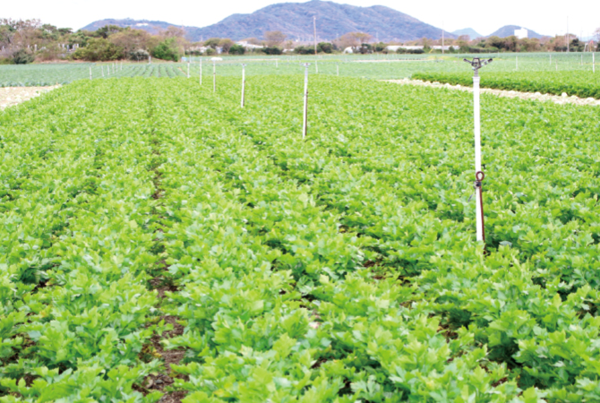 セロリ自身の糖分で細胞の凍結を防ぐため、よりおいしく育つ露地栽培