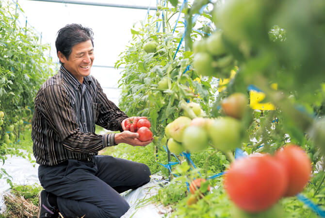 有機トマト生産者、熊本県宇城市 肥後あゆみの会　澤村輝彦さん