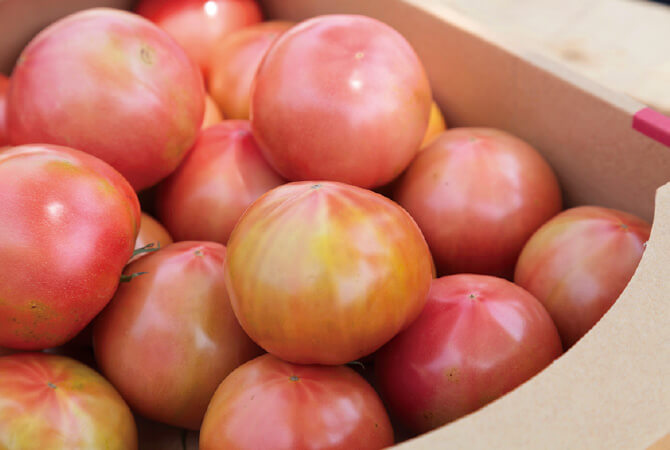 しっかり赤く熟してから収穫したトマト「麗旬」
