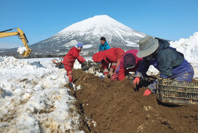 2mの雪の下から掘り上げる「雪下人参」の収穫風景