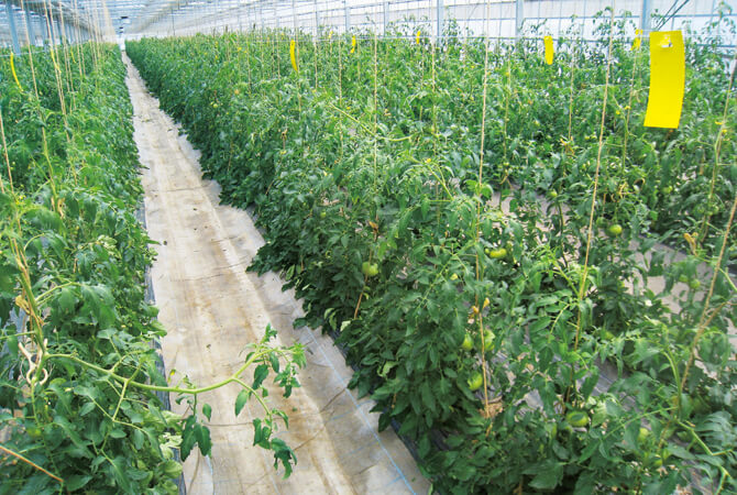 実り始めのトマト畑。高さを増しながら栽培しています。