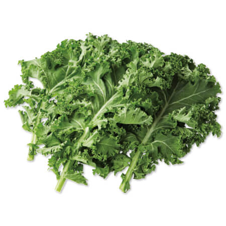 カーリーケールが旬を迎えます。 野菜宅配・有機野菜をお探しの方はこちら｜大地を守る会