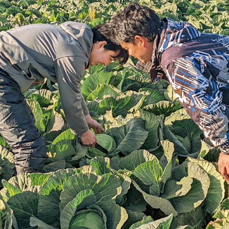 愛知県 渥美半島の「三河の潮風キャベツ」 | 野菜宅配・有機野菜をお