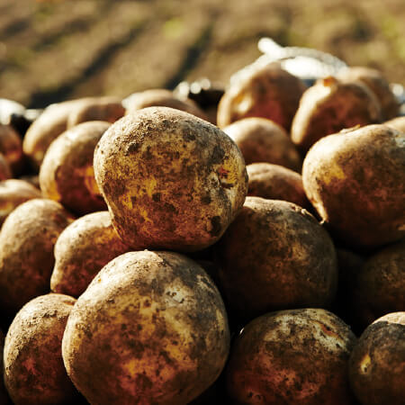 秋に掘り上げてから貯蔵したじゃがいも | 野菜宅配・有機野菜をお探し