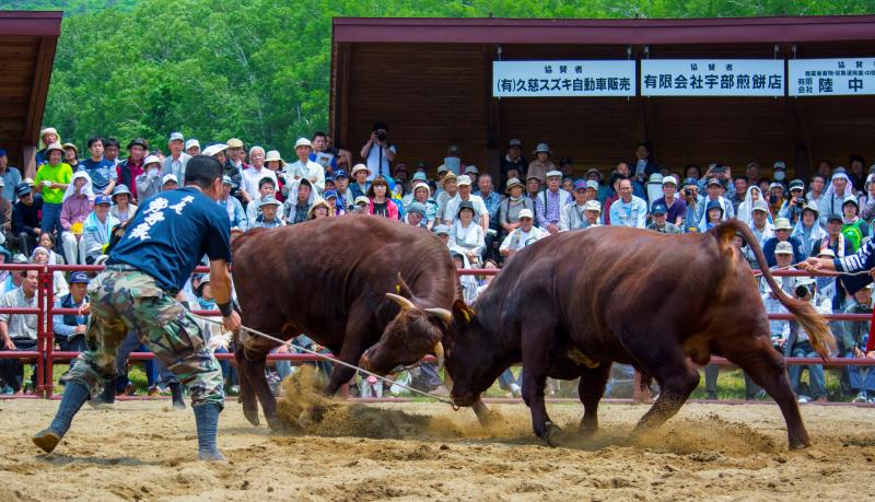 【申込受付3/31まで】第9回 山形村短角牛の山上げ見学ツアー