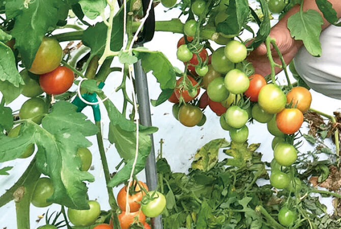 徳島・井口さんのまいにちトマト イメージ写真