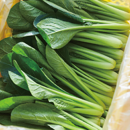 肉厚！ 生で食べたくなるみずみずしい小松菜 | 野菜宅配・有機野菜をお