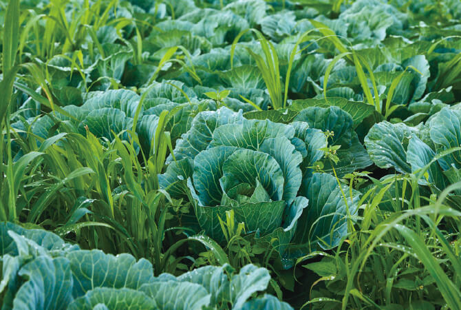 高原育ちのシャキ甘キャベツイメージ画像