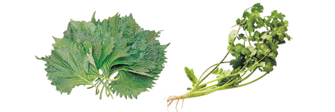 爽やかな香りで食欲増進! 有機青じそ&有機パクチーのセット