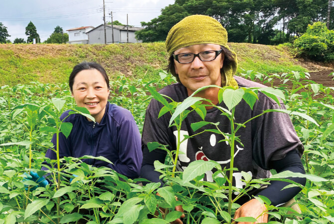 生のまま細かく刻んでも モロヘイヤ生産者、さんぶ野菜ネットワーク 槍木康直さん・佐知子さんご夫妻(千葉県山武市)