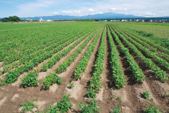 有機質肥料をたっぷり使用した畑