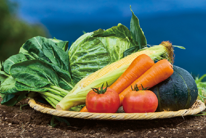 畑まるごと野菜セットイメージ画像
