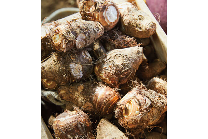 里芋イメージ画像