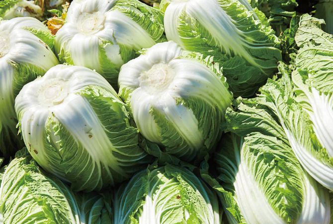 白菜イメージ画像