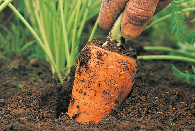 人参イメージ画像