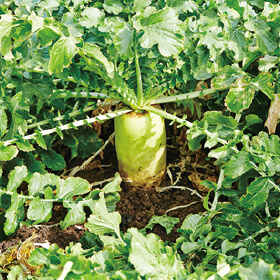 寒さで甘みを蓄えたみずみずしい大根！