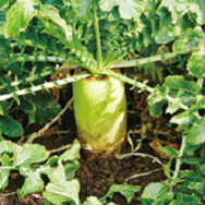 寒さで甘みを蓄えたみずみずしい大根！