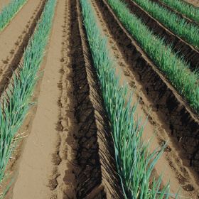 緑の葉っぱまでしっとりやわらか深谷ねぎ