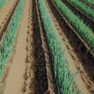 緑の葉っぱまでしっとりやわらか深谷ねぎ