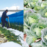 やわらか岩津ねぎ＆三河の寒熟キャベツ