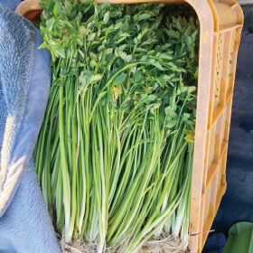 根までうまみたっぷり せり