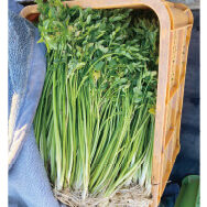 根までうまみたっぷり せり