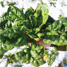 甘みたっぷり！ 寒ちぢみほうれんそう