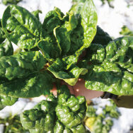 甘みたっぷり！ 寒ちぢみほうれんそう