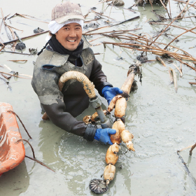 ほっくり、もっちり、加賀れんこん