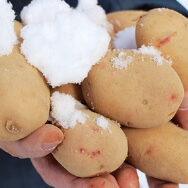 冬の青森だからできる“かまくら”じゃがいも