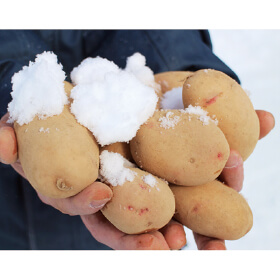 冬の青森だからできる“かまくら”じゃがいも