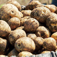 甘みましまし 冬越しじゃがいも