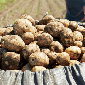 甘みましまし 冬越しじゃがいも