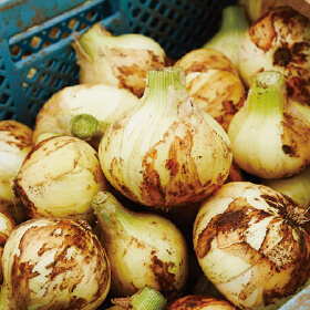 九州育ちの新玉ねぎ