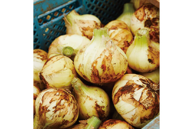 九州の新玉ねぎイメージ画像