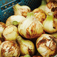 九州育ちの新玉ねぎ