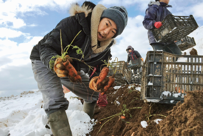 雪下人参の生産者、ベジタブルワークス 佐々木伸さん(北海道真狩村)
