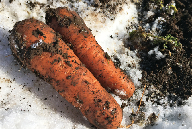 北海道・佐々木さんの雪下人参イメージ画像