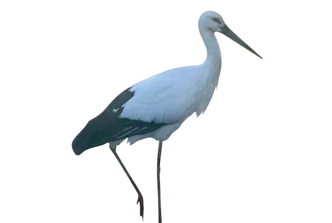 コウノトリのイメージ画像