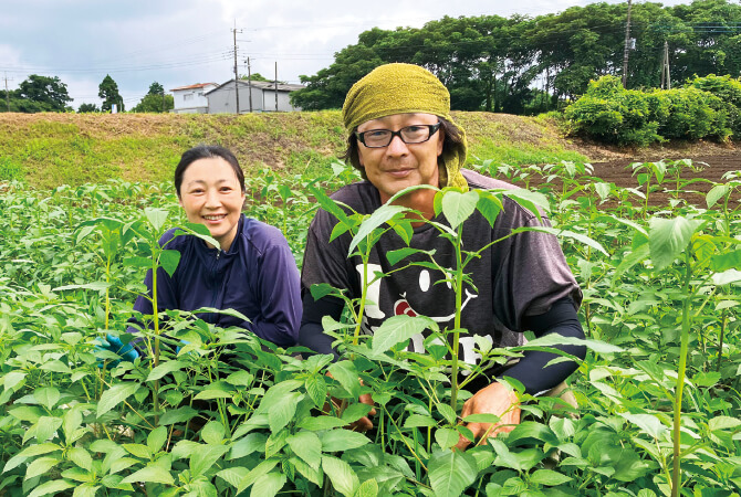 モロヘイヤの生産者、さんぶ野菜ネットワーク 槍木康直さん、佐知子さんご夫妻(千葉県山武市)
