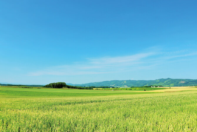 北海道の夏の青空と玉ねぎ畑